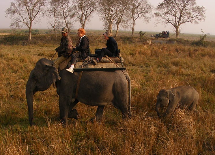 Elephant safari in Kaziranga India